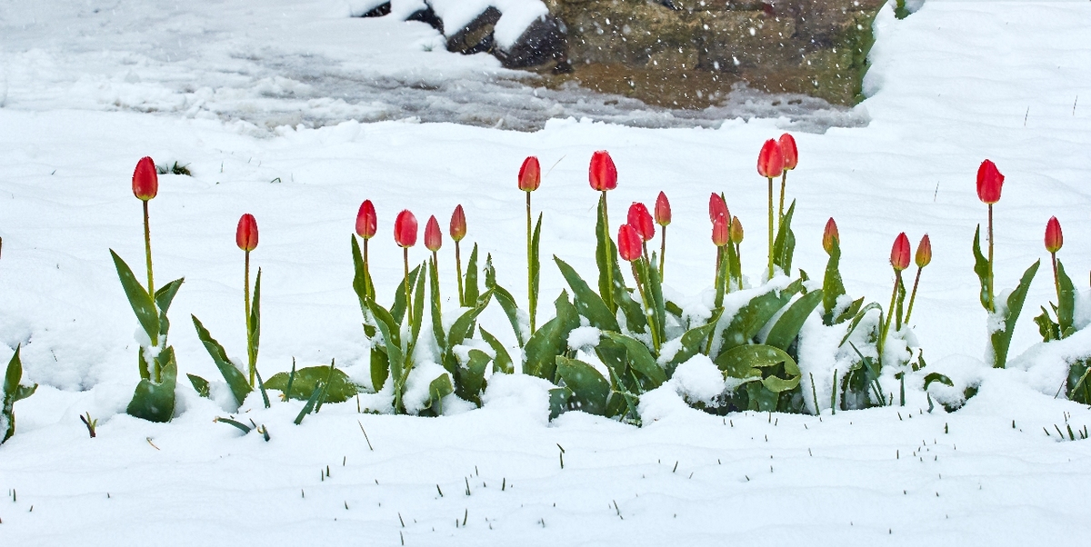 tulips growing covered with snow